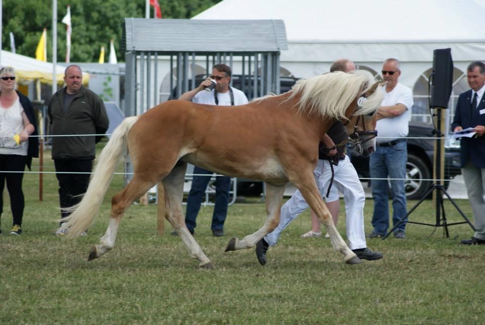 Haflinger norway billede 10