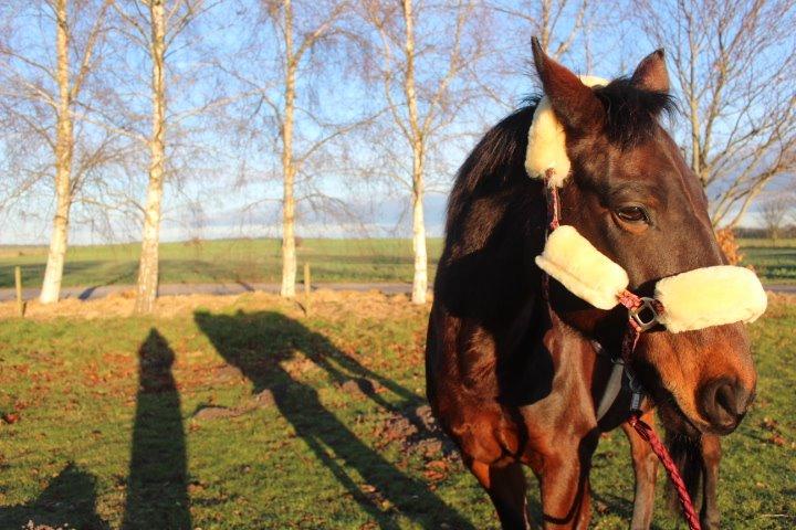 Pinto tell me billede 3