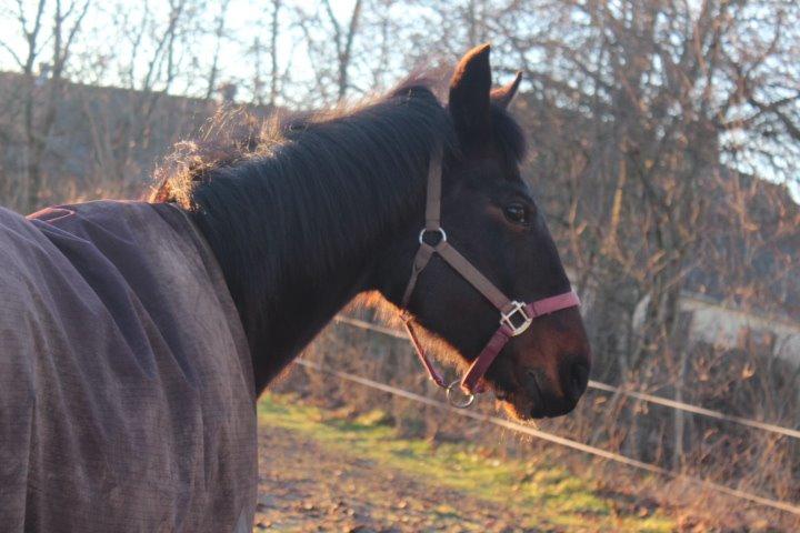 Pinto tell me billede 5