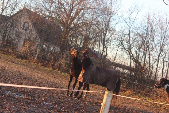 Pinto tell me - dansern & tell me. <3  billede 7