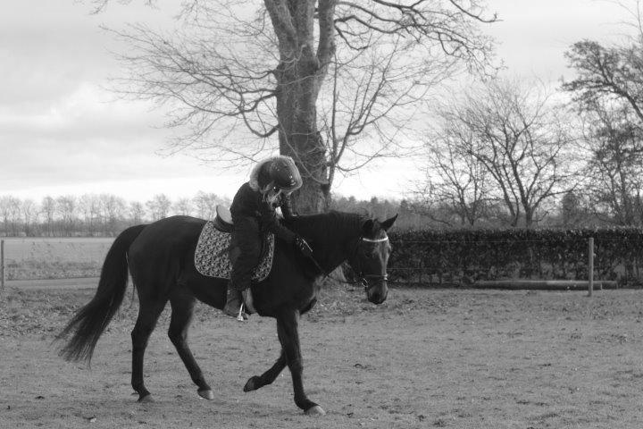 Pinto tell me - velkommen billede 11