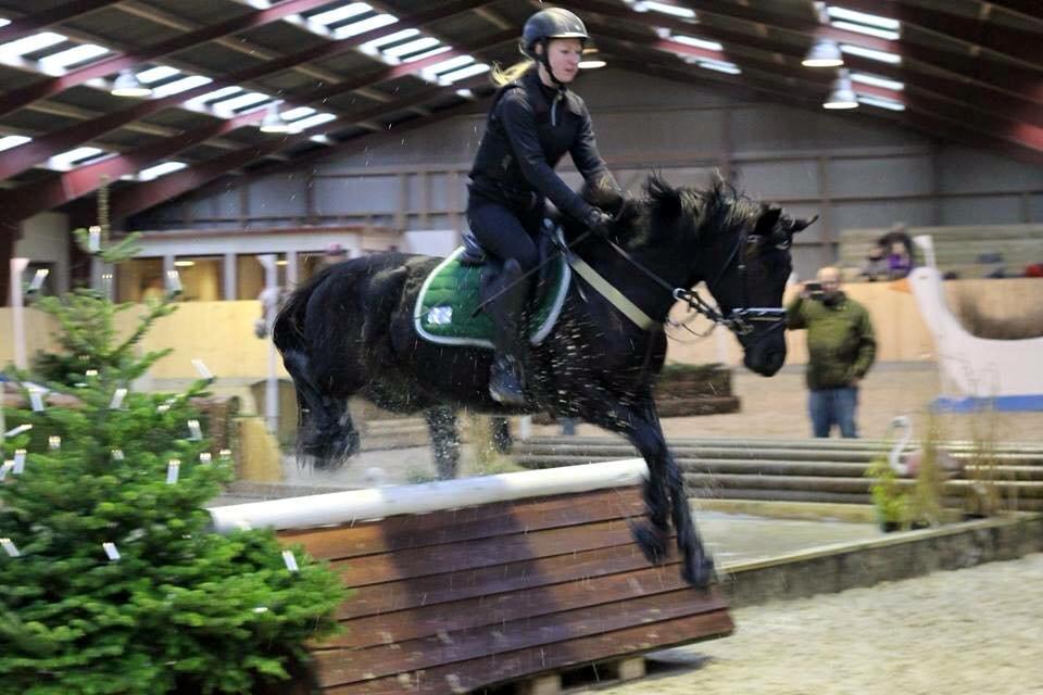Welsh Partbred (Sec F) Laibek's Olympic - Indendørs terræntræning - Stald Jørgensen  billede 8