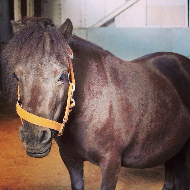 Shetlænder Mejse-mus <3 billede 18