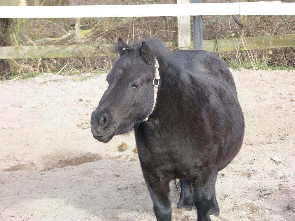 Shetlænder Mejse-mus <3 billede 19