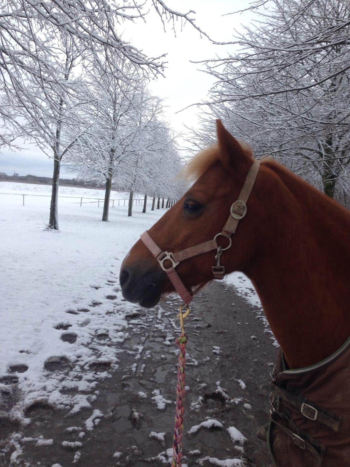 Anden særlig race Melody billede 15