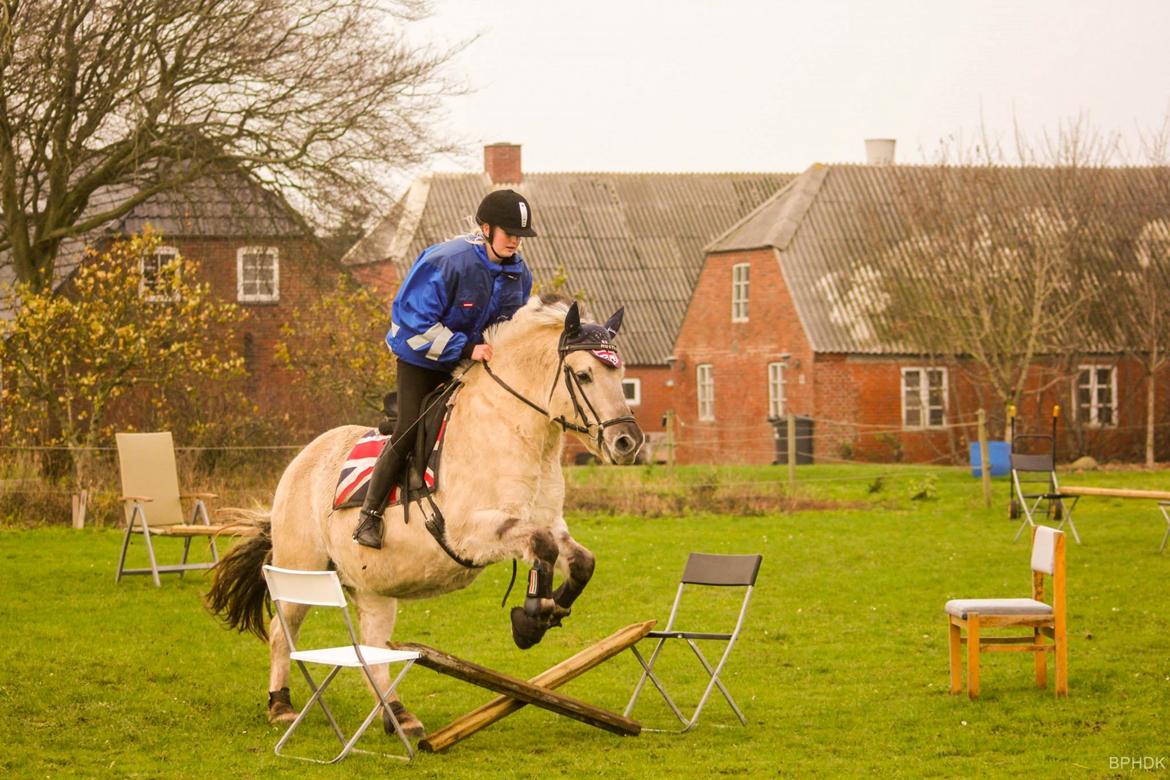 Fjordhest Musti tyler billede 11