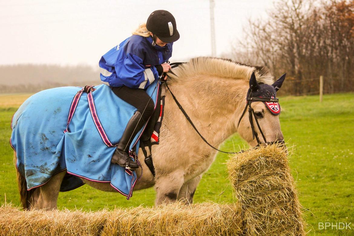 Fjordhest Musti tyler billede 13