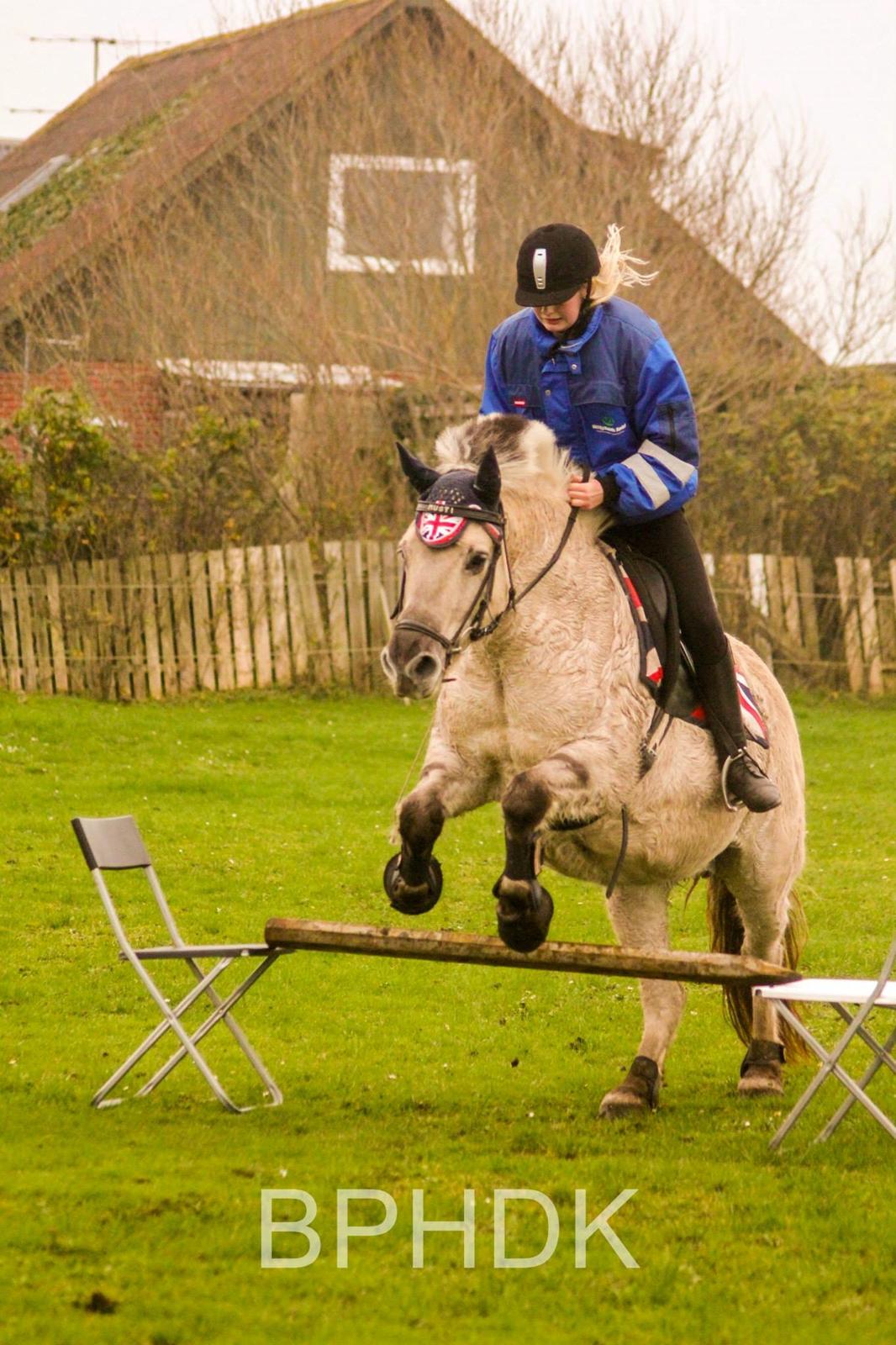 Fjordhest Musti tyler billede 14