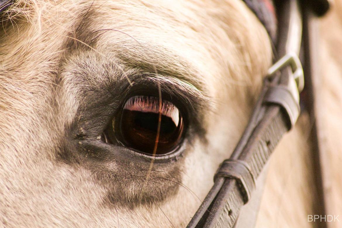 Fjordhest Musti tyler billede 12