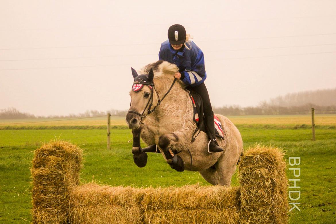 Fjordhest Musti tyler billede 1
