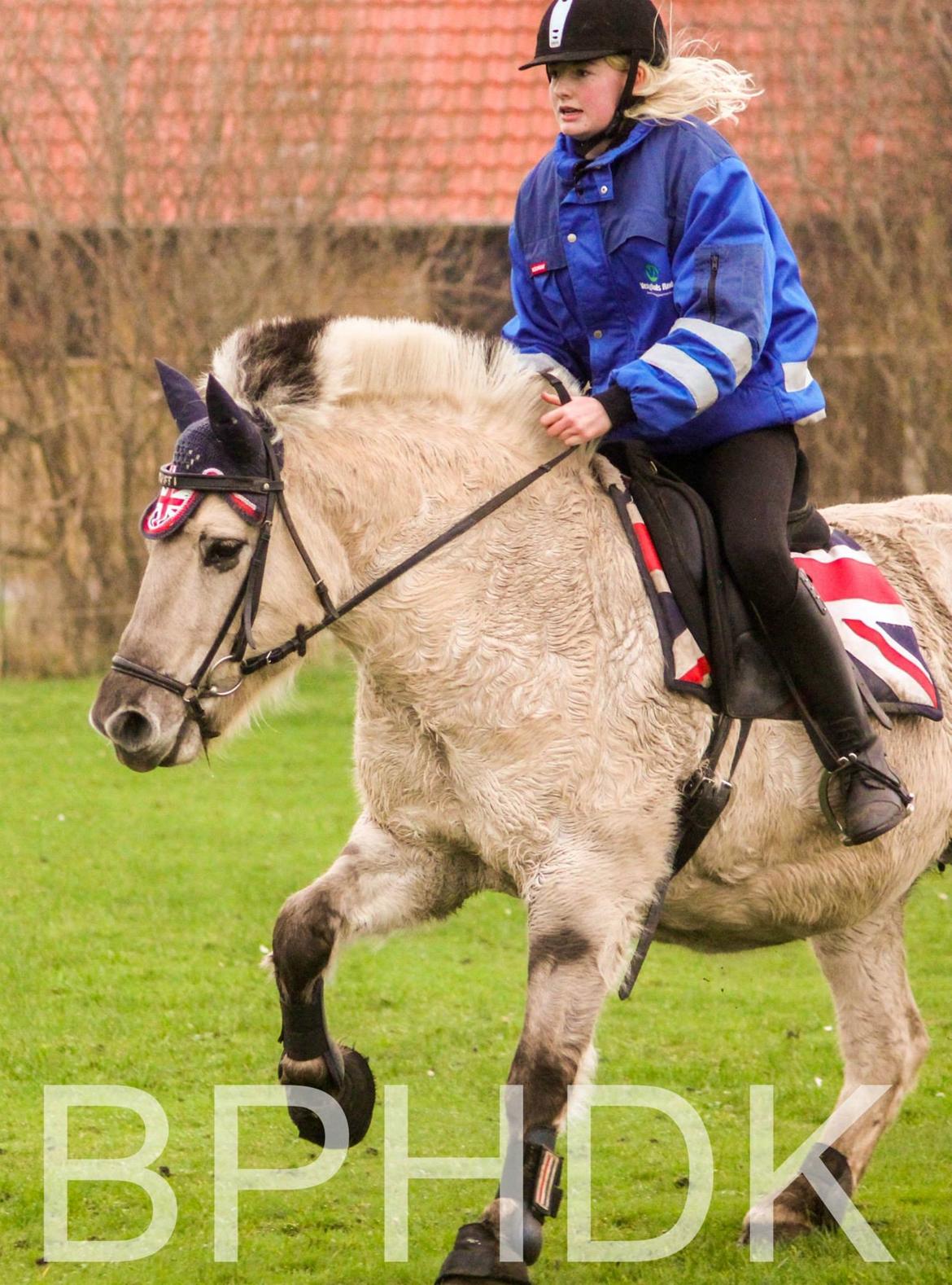 Fjordhest Musti tyler billede 15