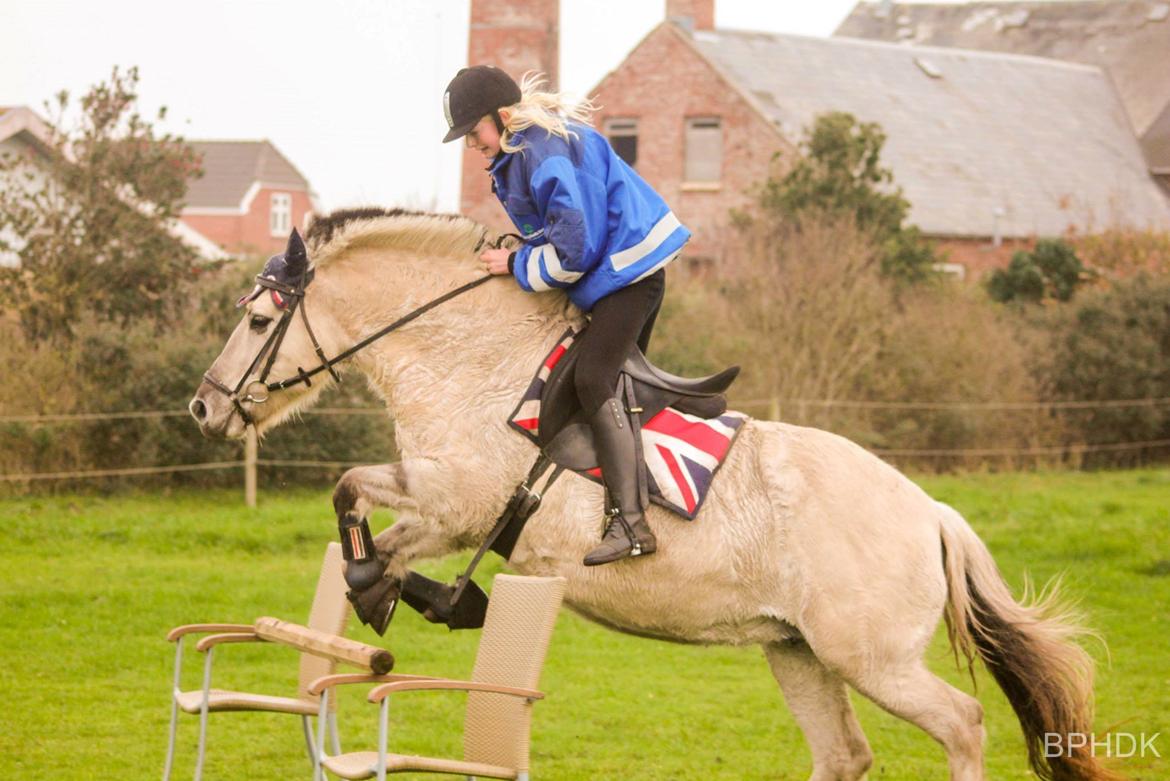 Fjordhest Musti tyler billede 18