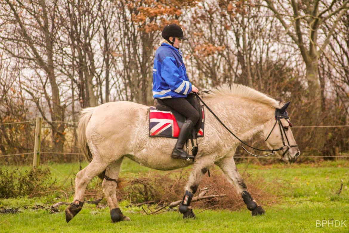 Fjordhest Musti tyler billede 19