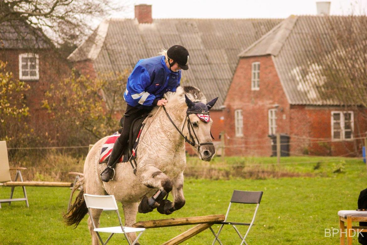 Fjordhest Musti tyler billede 20
