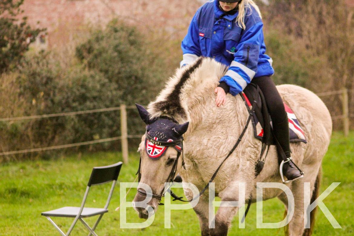 Fjordhest Musti tyler billede 16