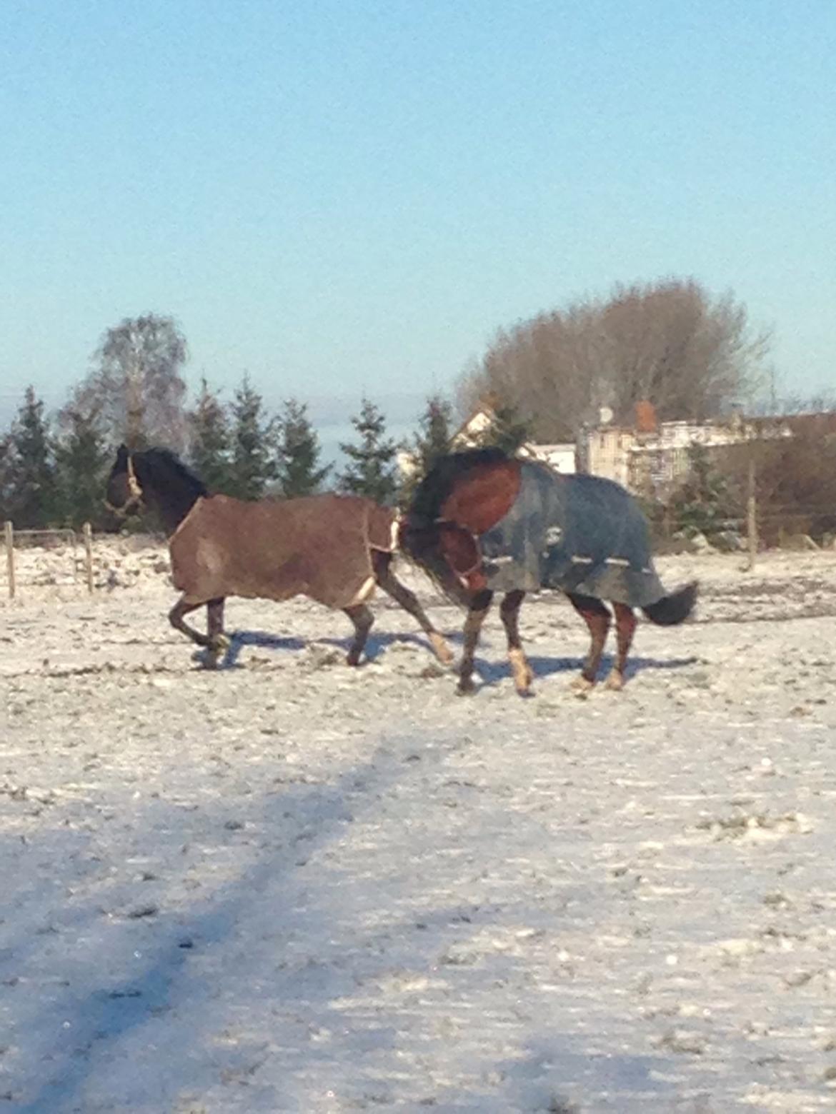 Dansk Varmblod A.B. Chico billede 14