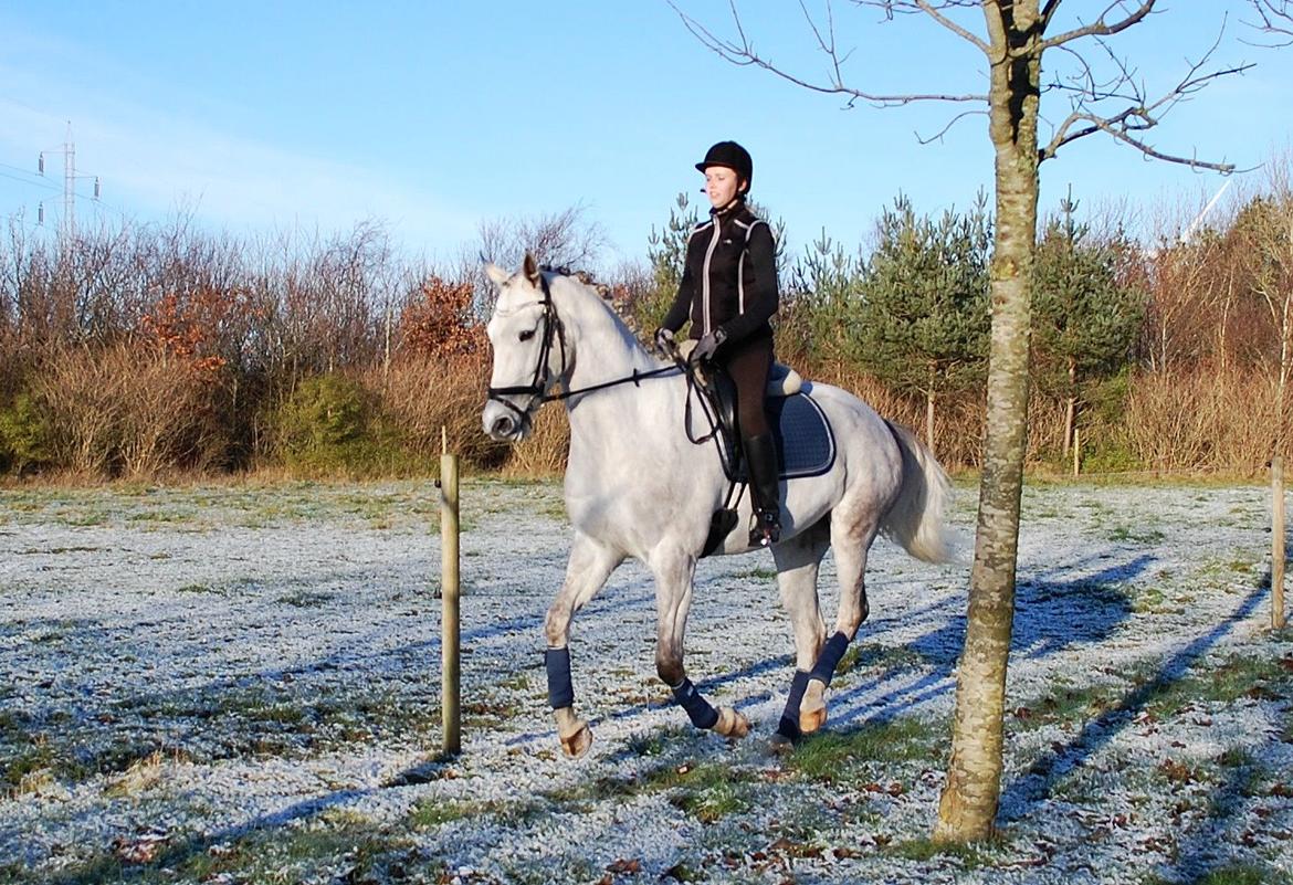 Anden særlig race Whitney - 26-12-2014 billede 10