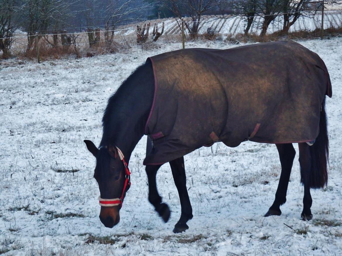 Pura Raza Española Stald Skou Hilda El Bayo, Solgt billede 25