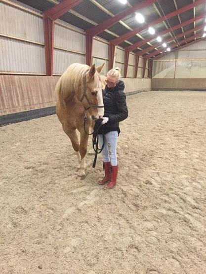 Palomino Crowns Chamberlain billede 15