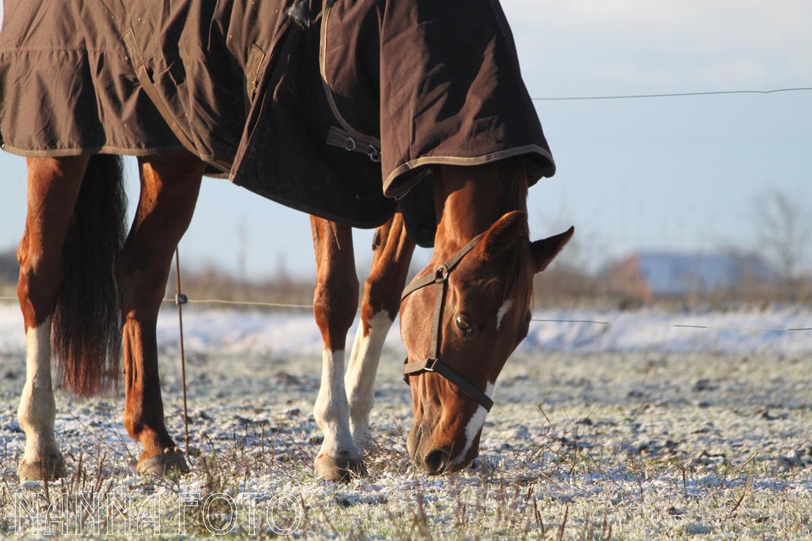 Dansk Varmblod Monique billede 10