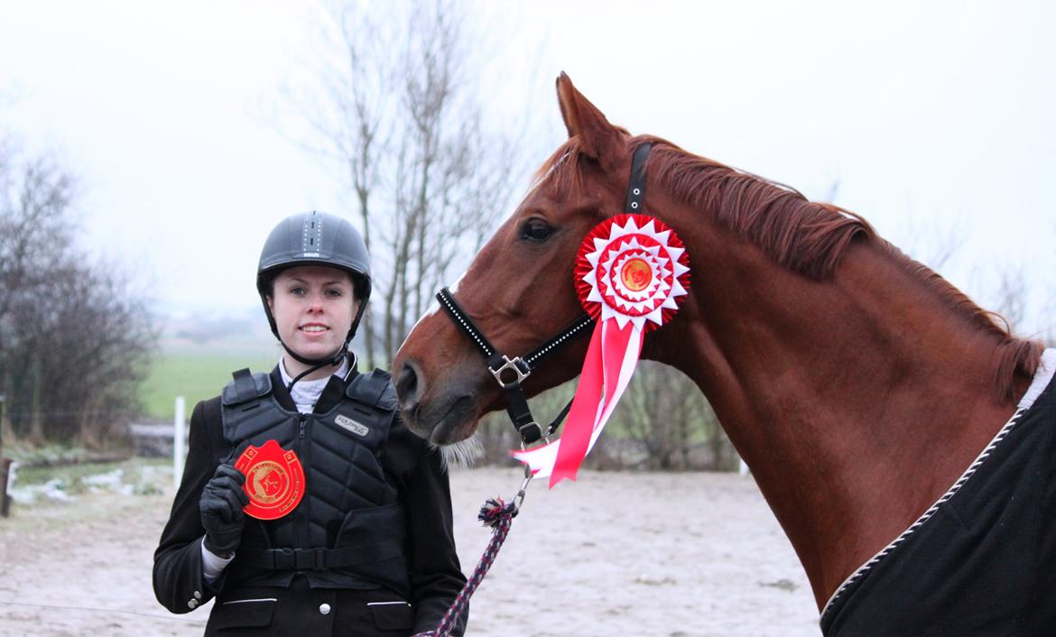 Dansk Varmblod Monique billede 16