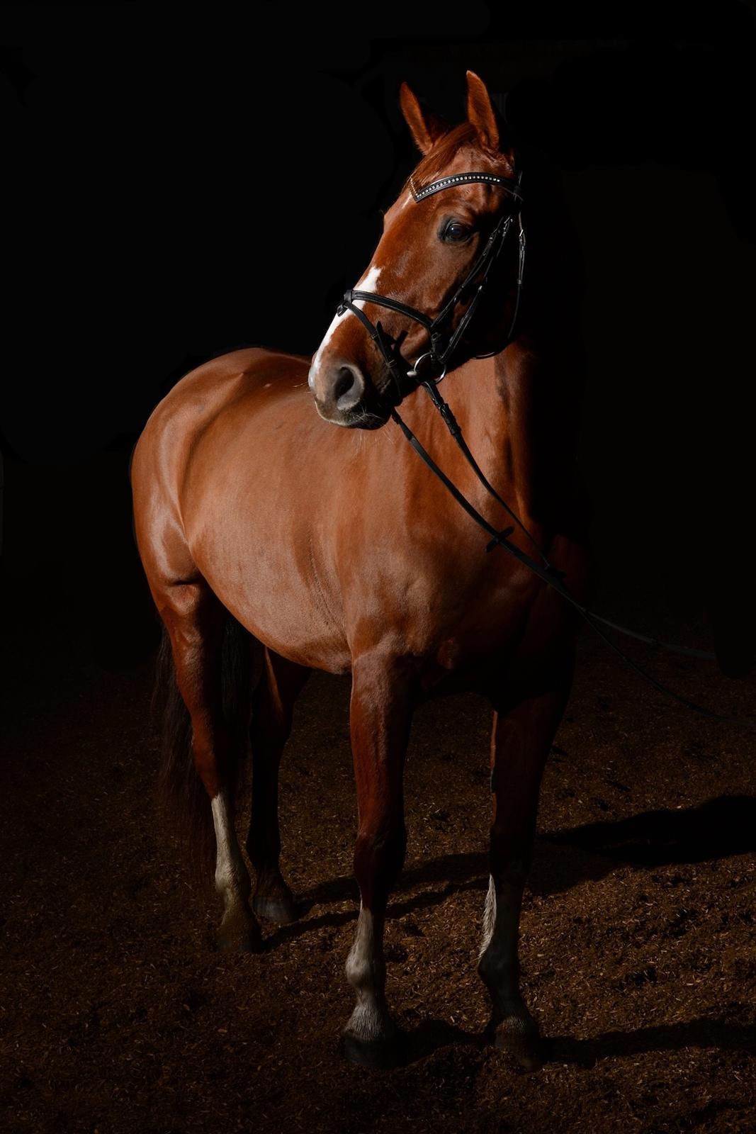 Dansk Varmblod Monique billede 19