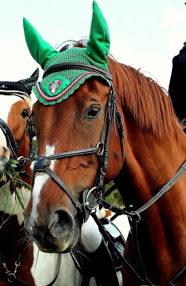 Dansk Varmblod Monique billede 5