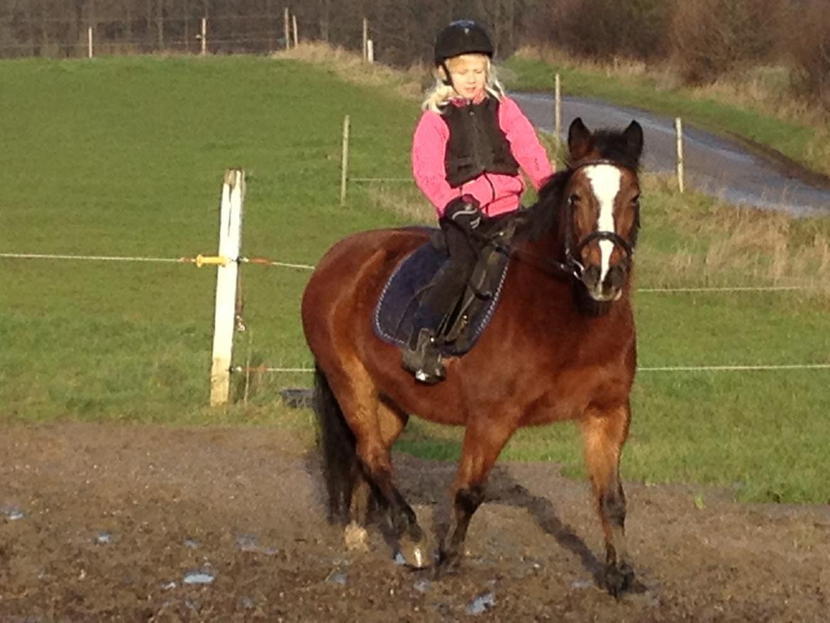 Welsh Pony af Cob-type (sec C) Flicka billede 2