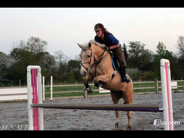 Palomino Kruse's Le Zander billede 2