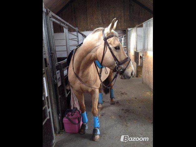 Palomino Kruse's Le Zander billede 3