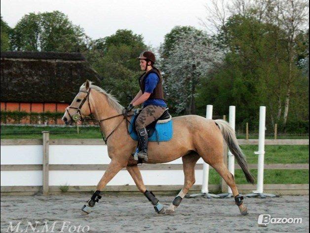 Palomino Kruse's Le Zander billede 23