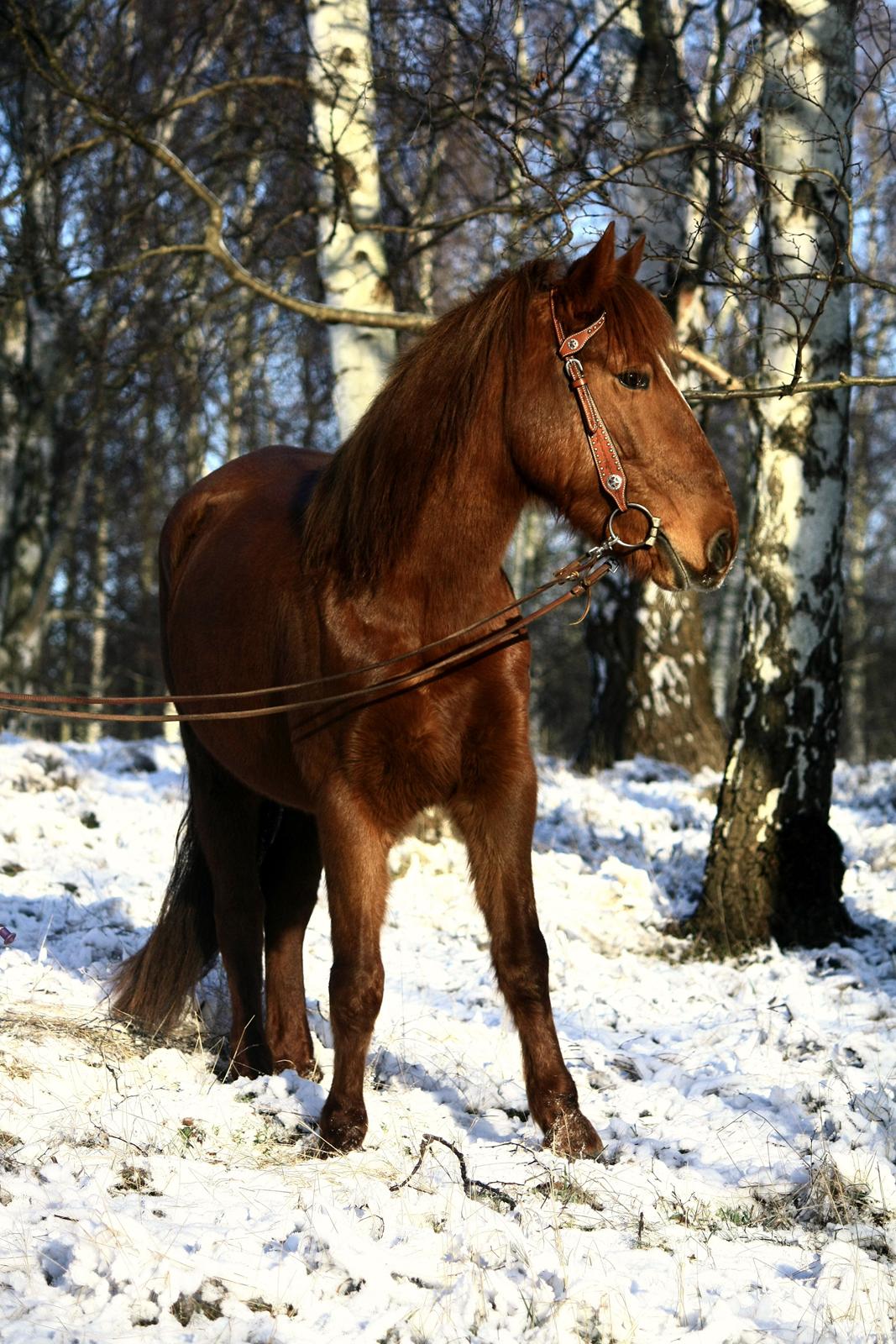 Anden særlig race | Galina Desire billede 1