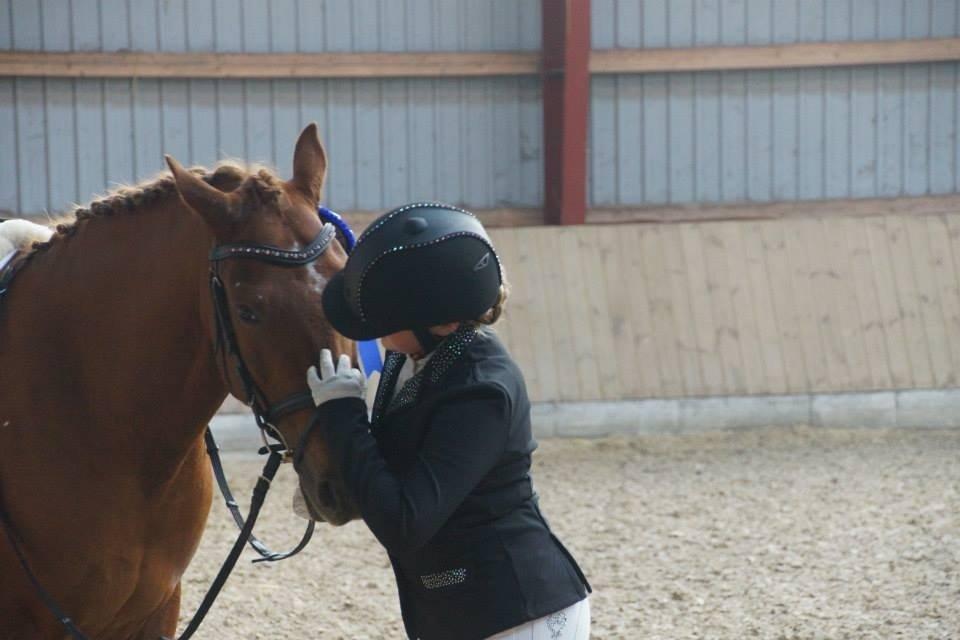 Welsh Cob (sec D) Reballe Centaurium billede 15