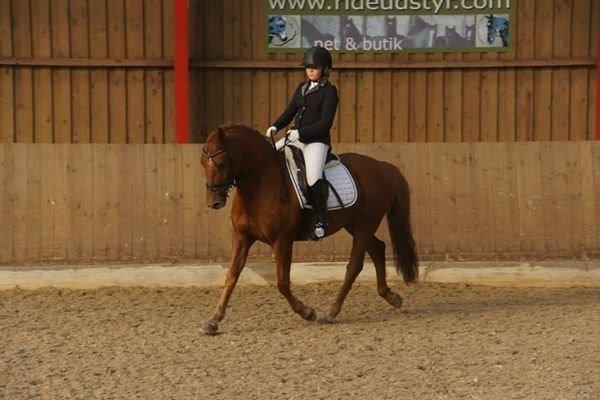 Welsh Cob (sec D) Reballe Centaurium billede 17