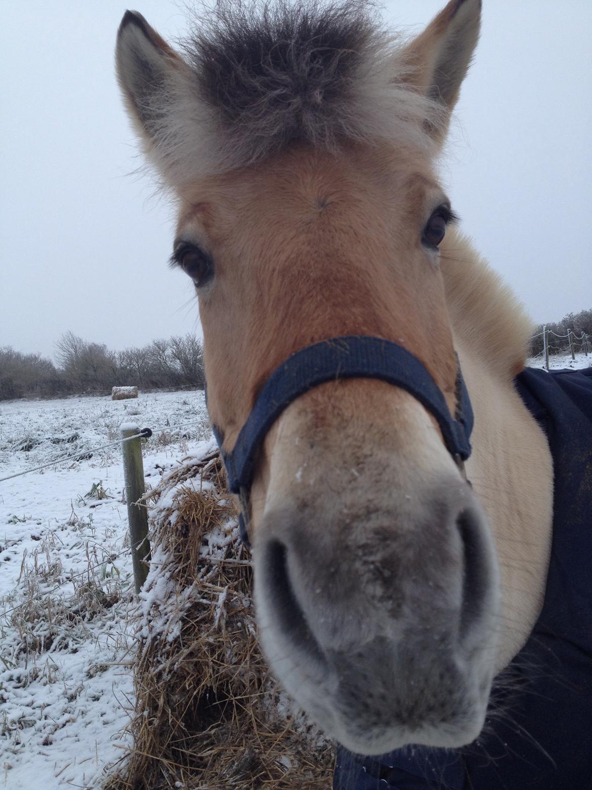 Fjordhest Camilla billede 20