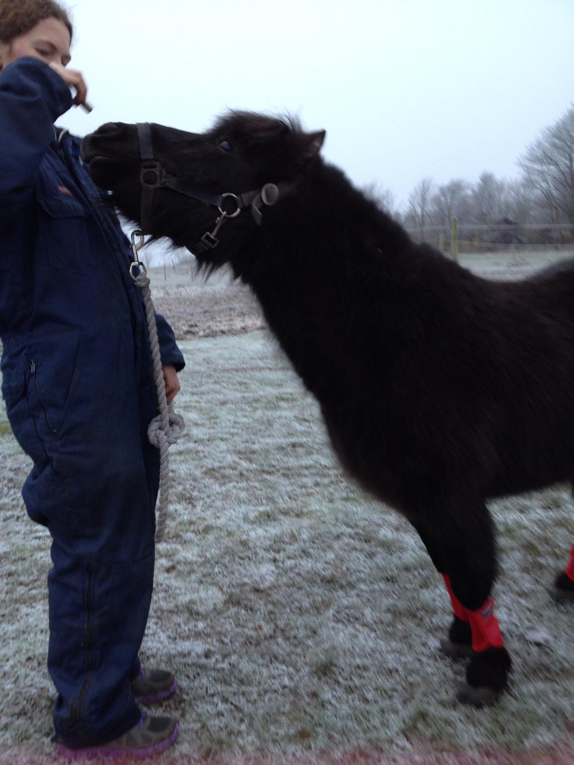 Anden særlig race Louie ( Herkules hos forige ejer ) billede 47