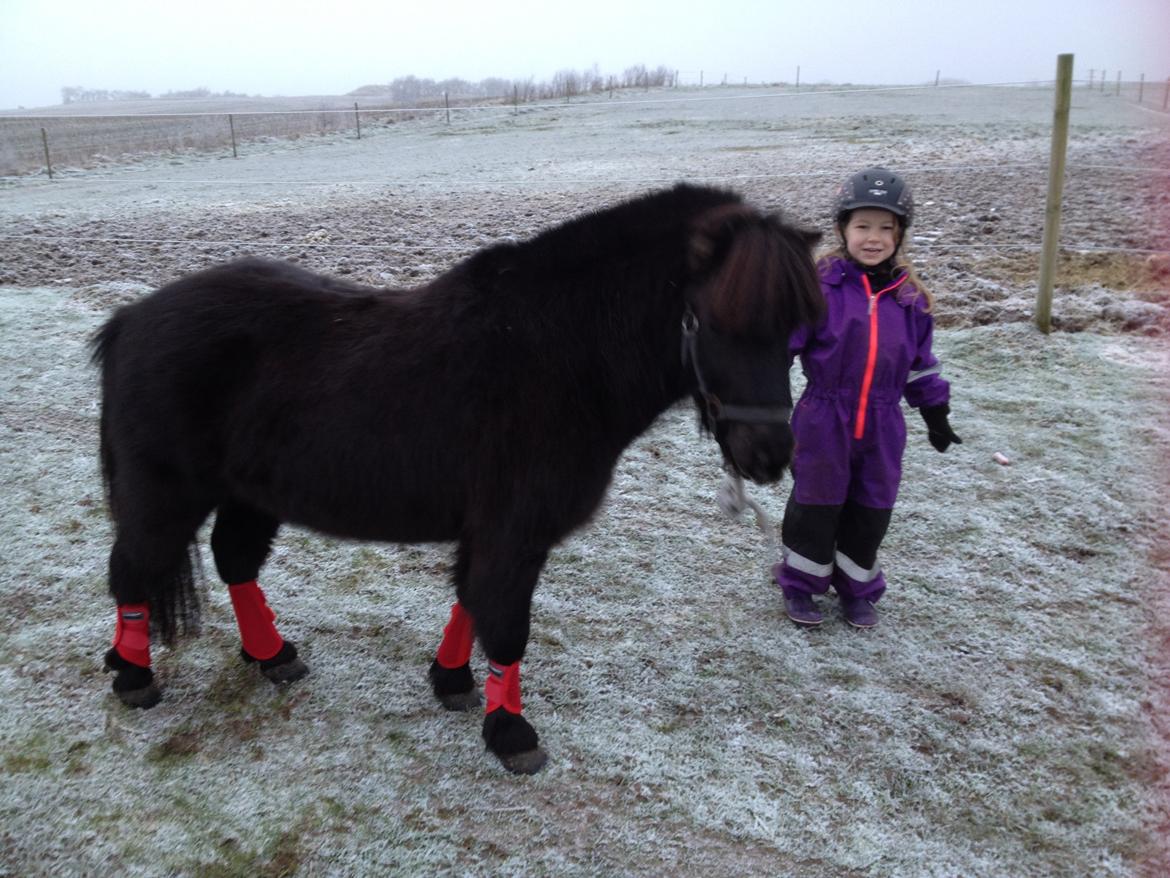 Anden særlig race Louie ( Herkules hos forige ejer ) billede 46