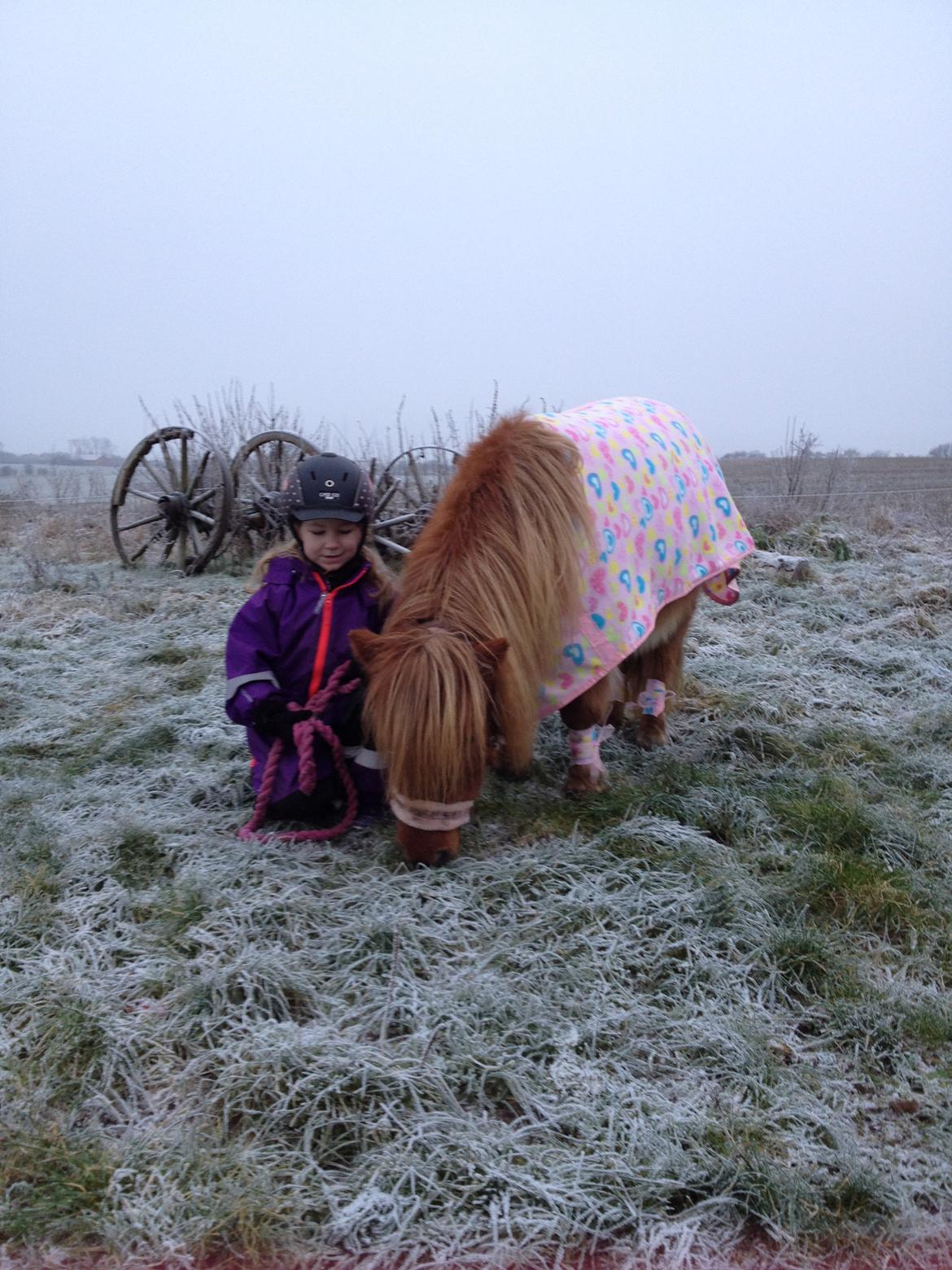 Shetlænder Klæstrups Amanda billede 1
