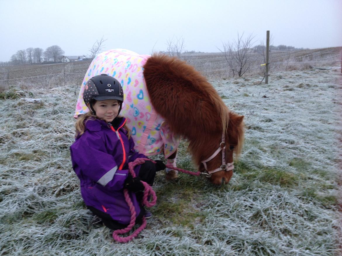 Shetlænder Klæstrups Amanda billede 38