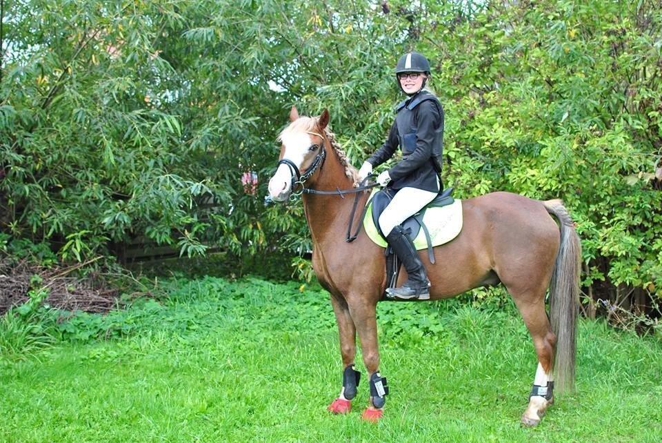 Anden særlig race Lac Lemon Lakriz ( soulmate) billede 2