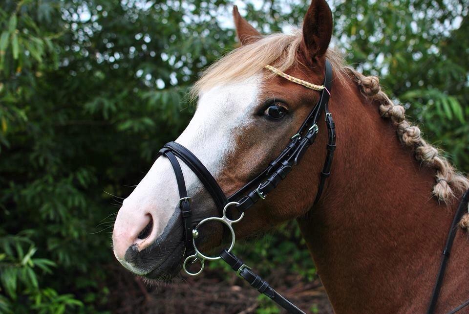 Anden særlig race Lac Lemon Lakriz ( soulmate) billede 1