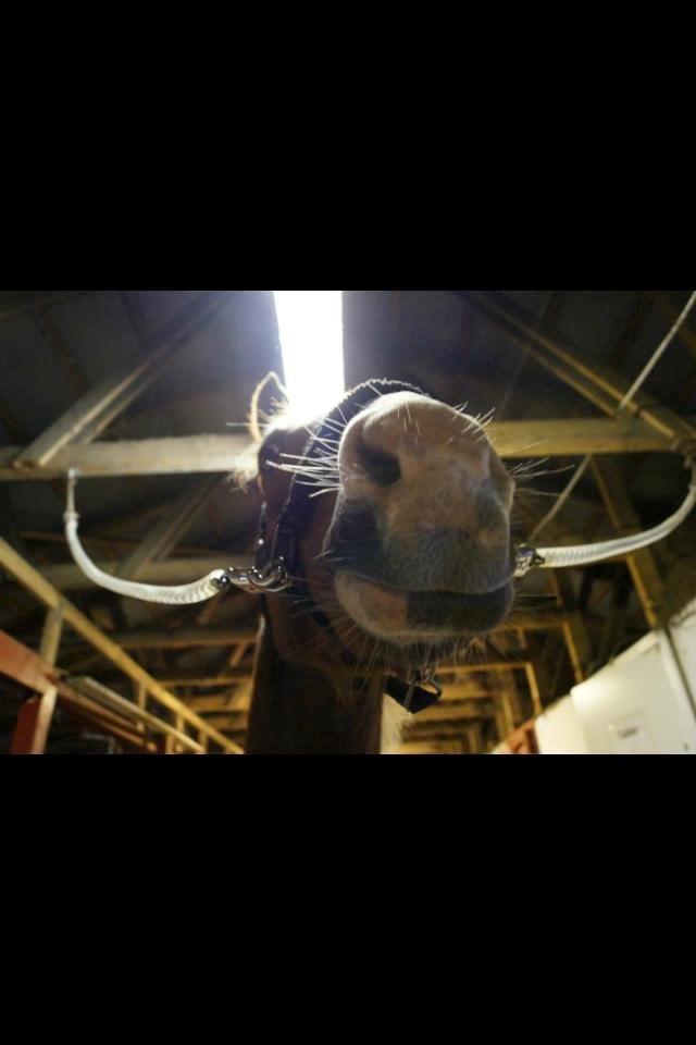 Anden særlig race Lac Lemon Lakriz ( soulmate) billede 3