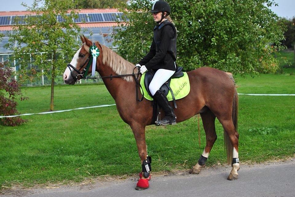 Anden særlig race Lac Lemon Lakriz ( soulmate) billede 4