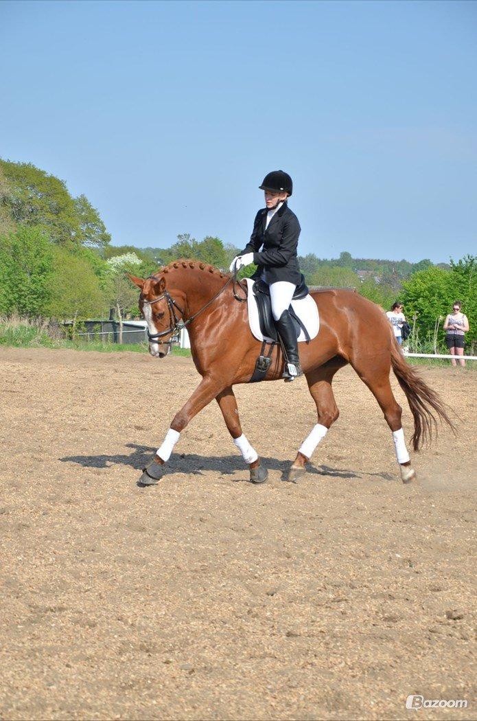 Dansk Varmblod Le`Qua  billede 3