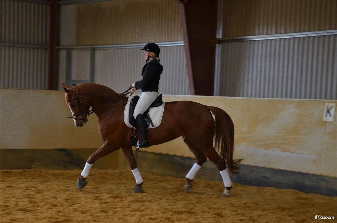 Dansk Varmblod Le`Qua  billede 5