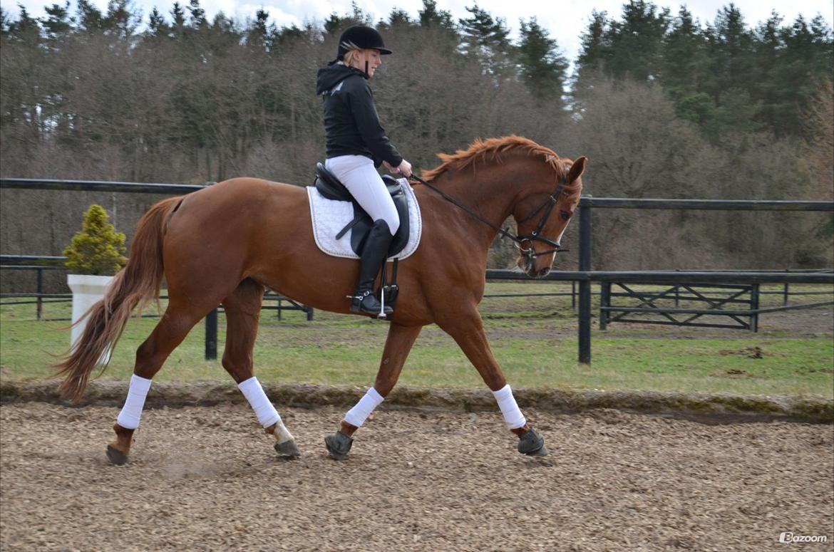 Dansk Varmblod Le`Qua  billede 6