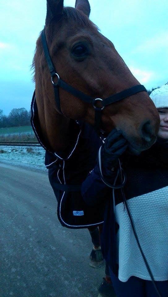 Dansk Varmblod Lillemarkens affib billede 7