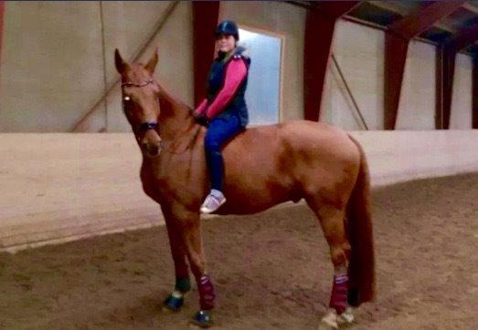 Dansk Varmblod Lillemarkens affib billede 12