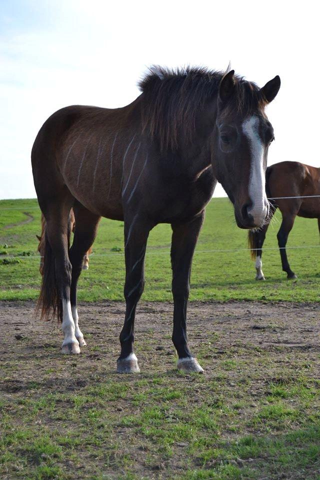 Anden særlig race Birkelunds Leonora - Leo på hendes 2 års fødselsdag <3 billede 7