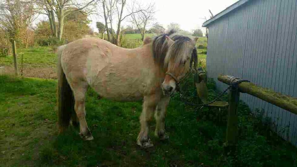 Fjordhest Pousi billede 7